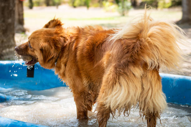 istock Dod refreshing from the summer heat in a water tube. 1158068471