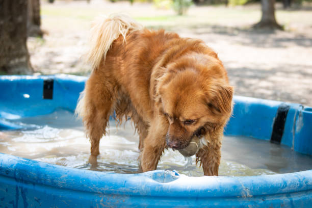 istock Dod refreshing from the summer heat in a water tube. 1158068729
