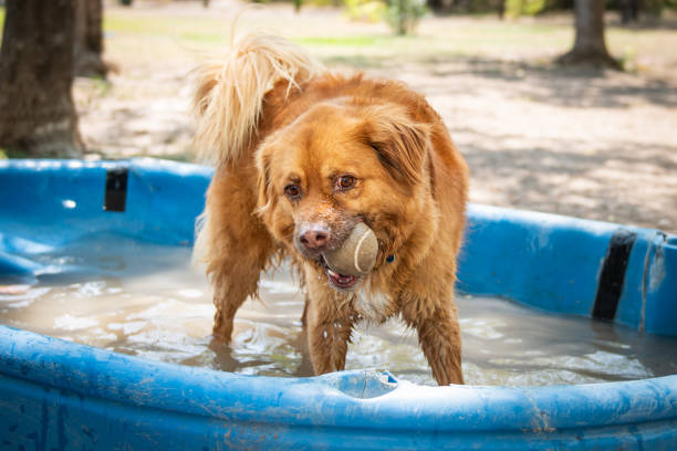 istock Dod refreshing from the summer heat in a water tube. 1158069113