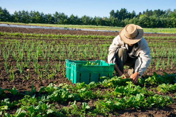 ökologischer gemüseanbau - farm worker stock-fotos und bilder