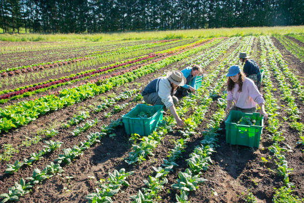 istock Organic vegetable farming 1158070740