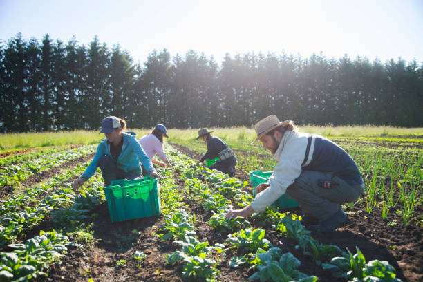 istock Organic vegetable farming 1158070789