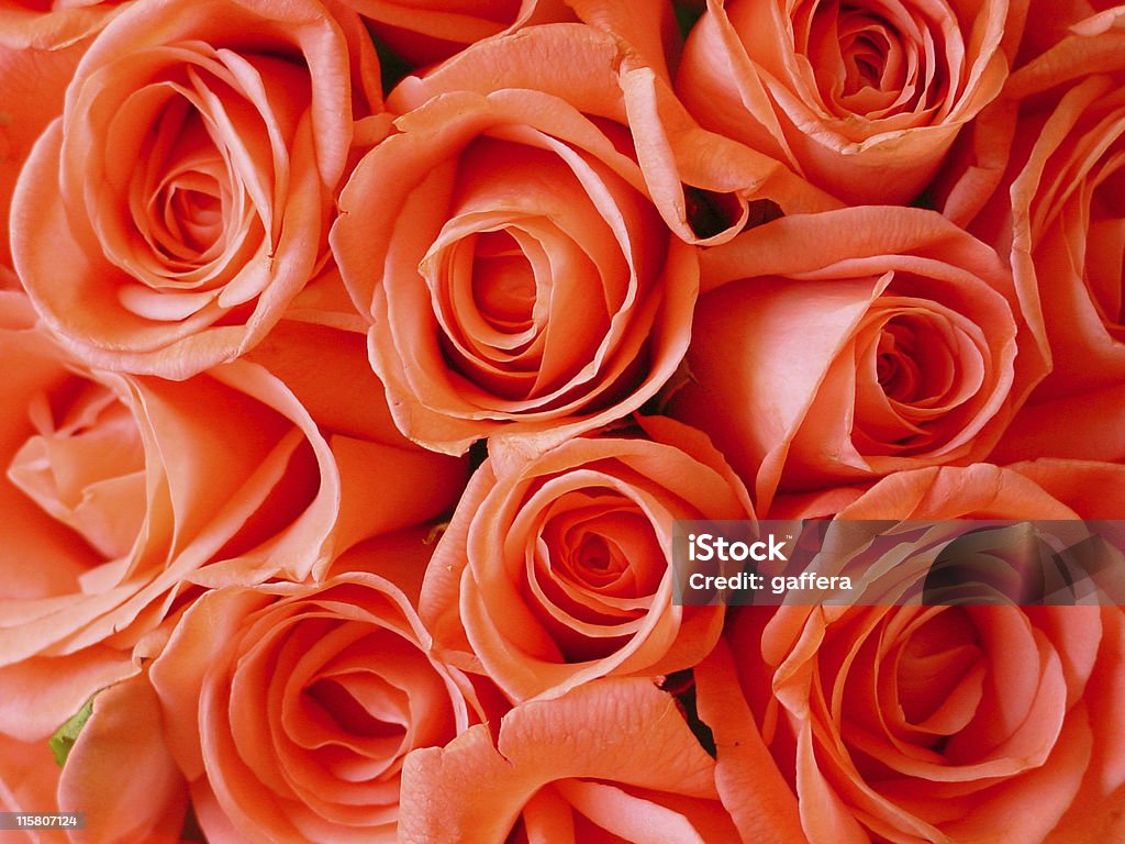 Rosa Rose - Foto stock royalty-free di Arancione