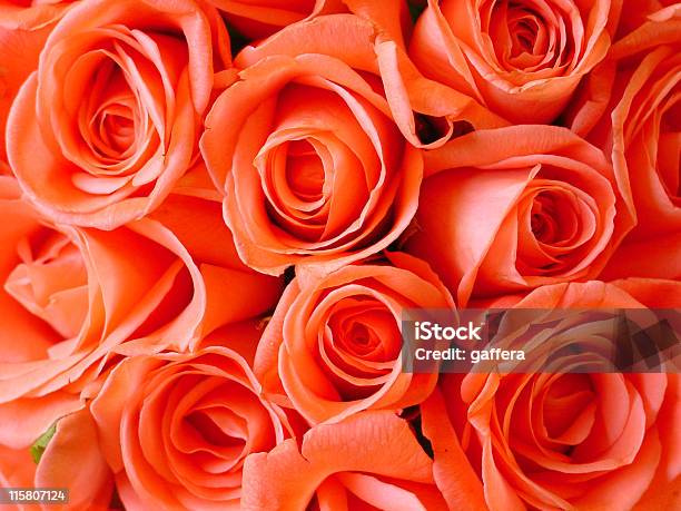 Rosa Rose - Fotografie stock e altre immagini di Arancione - Arancione, Bellezza naturale, Bouquet