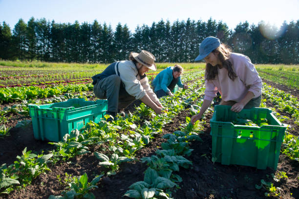 istock Organic vegetable farming 1158071335