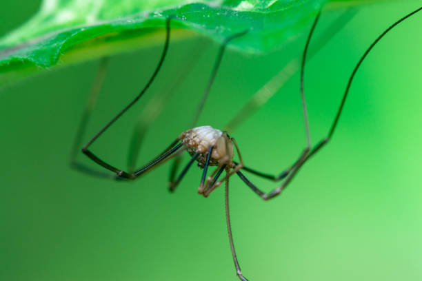 istock Harvestmen spider runs at the bottom of a leaf 1158071781