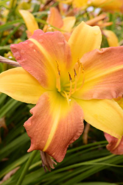 istock Close-Up Of Daffodils 1158074790