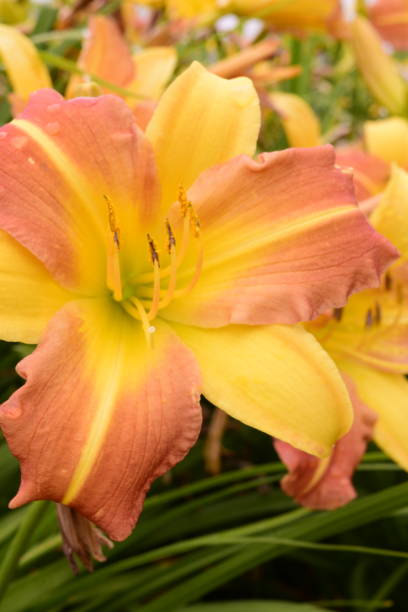 istock Close-Up Of Daffodils 1158074856