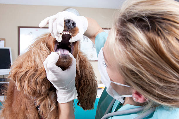Vet checking the inside of a dogs mouth stock photo