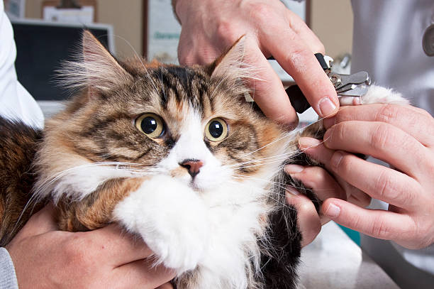 Cat visiting the vet stock photo