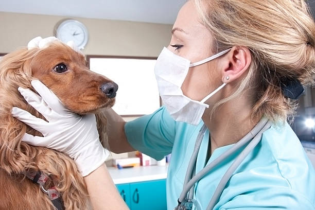 Lady veterinary stock photo