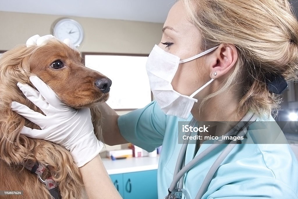 Lady veterinário - Royalty-free Máscara de proteção Foto de stock