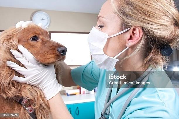 Lady Veterinário - Fotografias de stock e mais imagens de Máscara de proteção - Máscara de proteção, Veterinário, Adulto