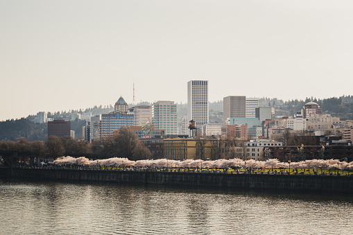 The Portland Oregon Skyline in Spring