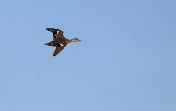 Duck in flight with copy space stock photo