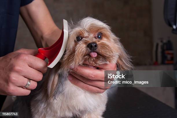 Foto de Cão De Beleza e mais fotos de stock de Animal - Animal, Animal de estimação, Clínica veterinária