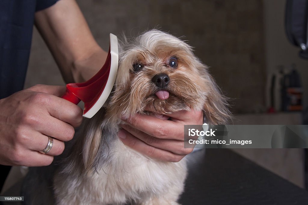 Собака Уход за поверхностью тела у животных - Стоковые фото В помещении роялти-фри