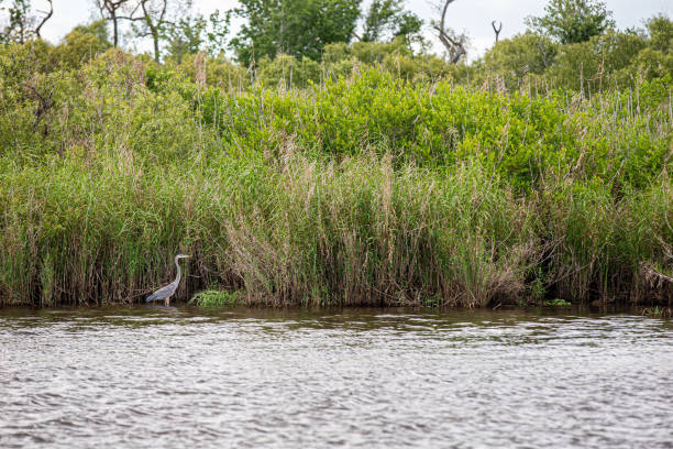 istock Florida Nature Background with Great Blue Heron 1158080349