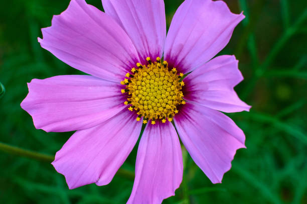 istock Beautiful purple flower, on a green background, macro high quality. 1158080710