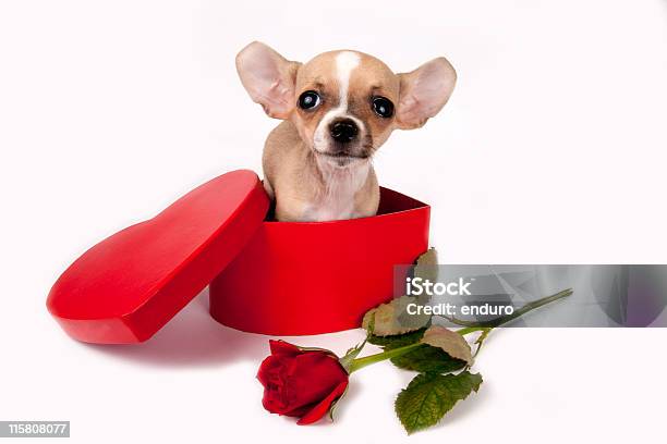 Carino Chihuahua Cucciolo - Fotografie stock e altre immagini di Animale - Animale, Animale da compagnia, Bassotto