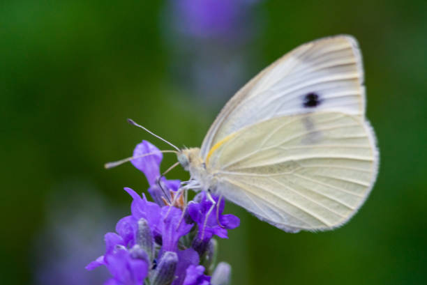 istock Butterfly on flower. Summer meadow with macro nature 1158083159