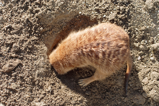 Prairie dog (Cynomys ludovicianus)  hiding its head in a hole in its natural enviroment
