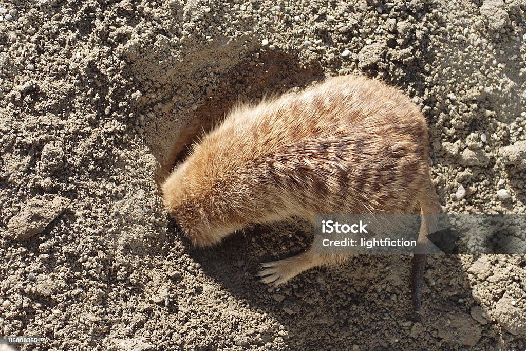 Head in the Sand Prairie dog (Cynomys ludovicianus)  hiding its head in a hole in its natural enviroment Digging Stock Photo