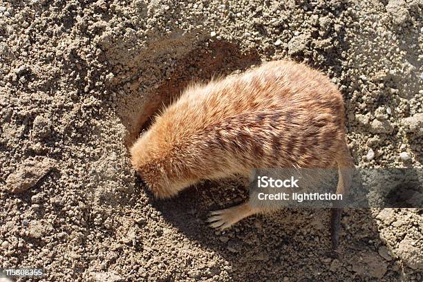 Head In The Sand Stock Photo - Download Image Now - Digging, Head in the Sand, Animal Body Part