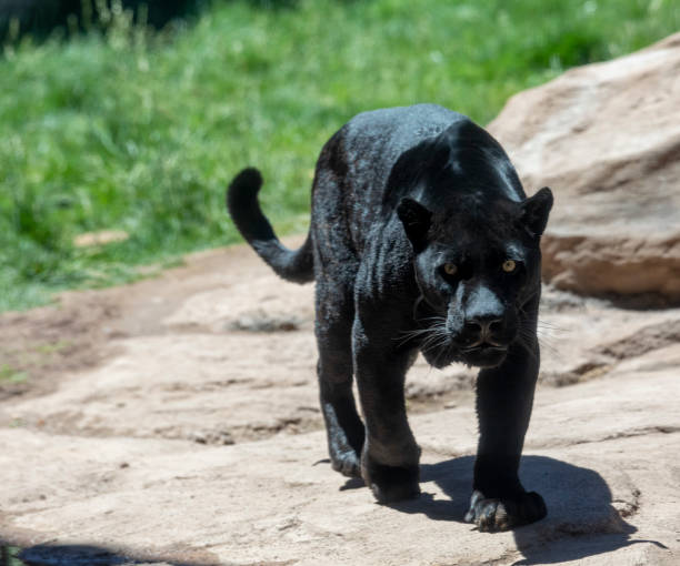istock black jaguar or panther 1158085166