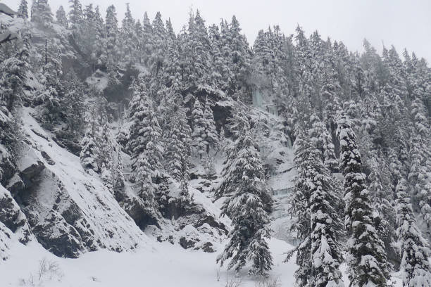 istock Snow Covered Trees, Commonwealth Basin Snowshoe 1158085181