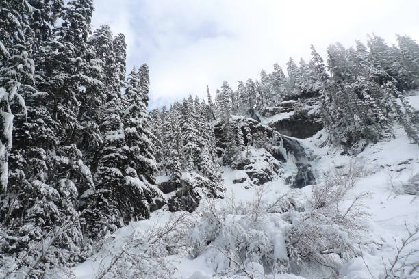 Snow Covered Trees, Commonwealth Basin Snowshoe