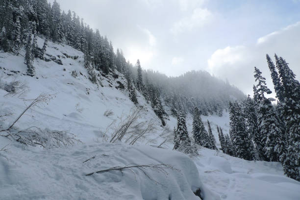 Snow Covered Trees, Commonwealth Basin Snowshoe