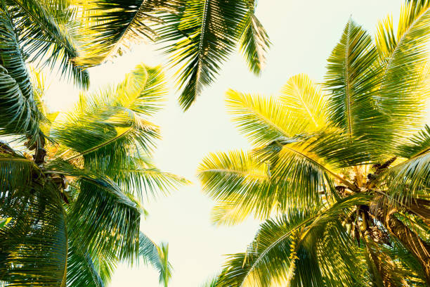 istock Coconut palm trees on clear summer sky. Tropical background. Low Angle View.  Toned image. 1158086265