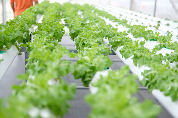 istock lettuce vegetable growing in hydroponic farm 1158086459