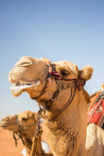 istock A closeup view of a camel in Wadi Rum, Jordan. 1158086835