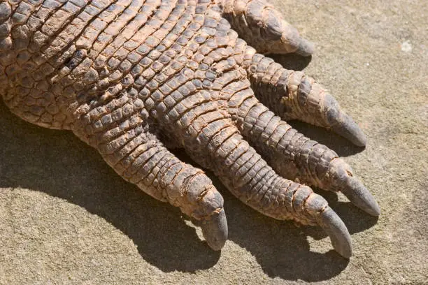 Photo of monitor lizard foot