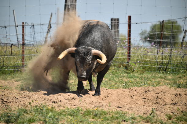 istock bull in the field 1158088343