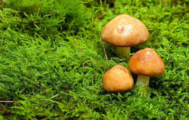 istock Group of fresh mushrooms in forest 115808844