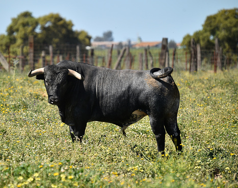 Bull in the cattle farm