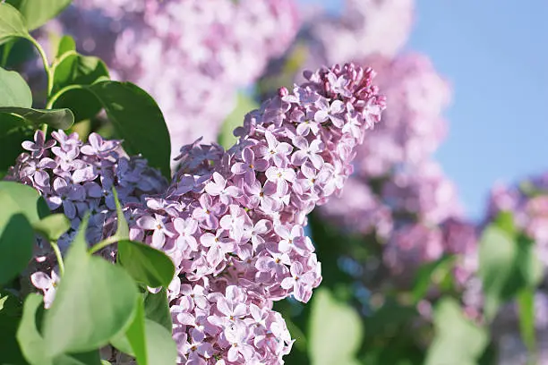 Lilac on blur background