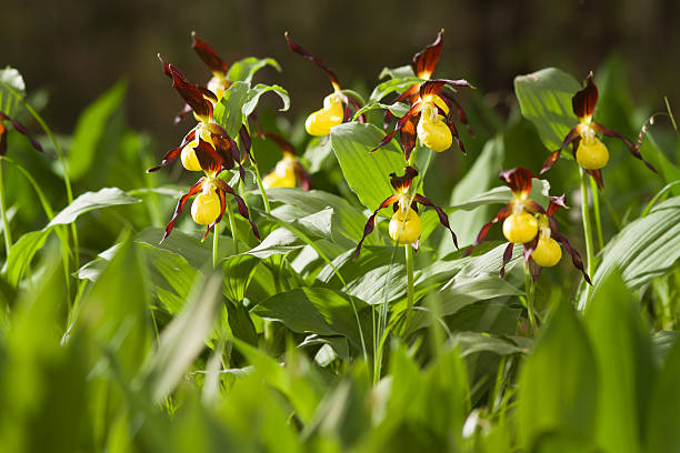 wild orchids in natural park lech valley