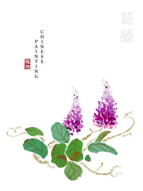 ilustraciones, imágenes clip art, dibujos animados e iconos de stock de acuarela china tinta pintura arte ilustración de la planta de la naturaleza de the book of songs kudzu. traducción para la palabra china : plant and kudzu - kudzu