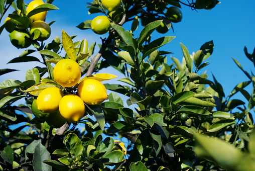 Looking up to a bunch of homegrown lemons in a tree.