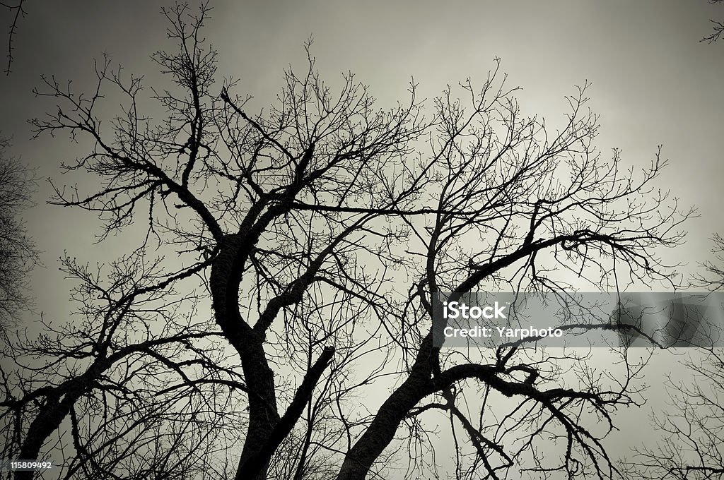 Спящая дерево - Стоковые фото Без людей роялти-фри