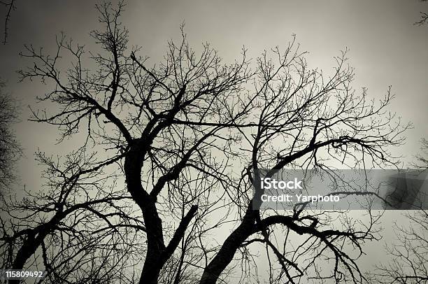 Спящая Дерево — стоковые фотографии и другие картинки Без людей - Без людей, Ветвь - часть растения, Голое дерево