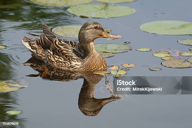 Mallard Duck 1 Stockfoto und mehr Bilder von Bunt - Farbton - Bunt - Farbton, Farbbild, Feuchtgebiet