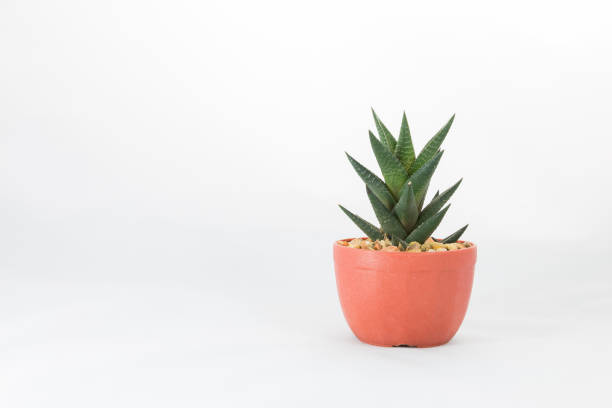 istock Cactus or haworthia in a pot on white background. 1158096382