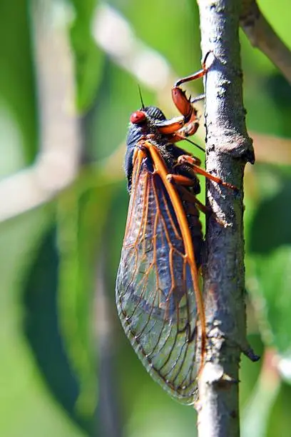 2019 Brood VIII Cicada on branch