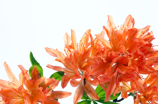 Orange blooms of azalea isolated on white backgrounds.