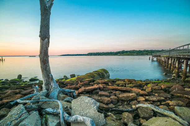 istock Landscape with dead plant 1158102828